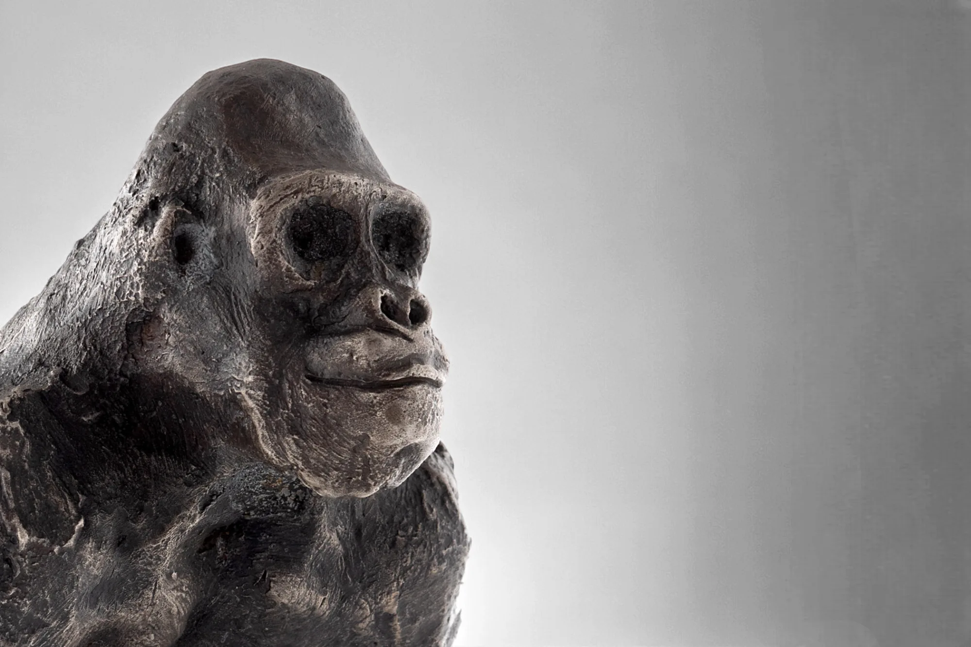 Tilmann Krumrey: Silverback
