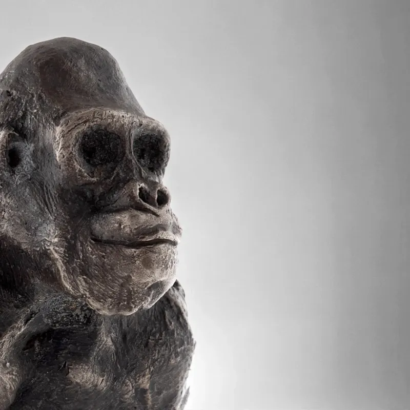 Tilmann Krumrey Silverback, Nahaufnahme von Kopf und Schulter des Gorillas vor grauem Hintergrund